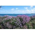 thumbnail image 2 of Seedville 50 Sea Thrift Flower Seeds, Native Maritime Flower, 2 of 11