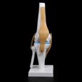 thumbnail image 2 of Knee Joint Model, Flexible Knee Model With Ligaments & Stand, Life Size Knee Anatomy Model, 2 of 4