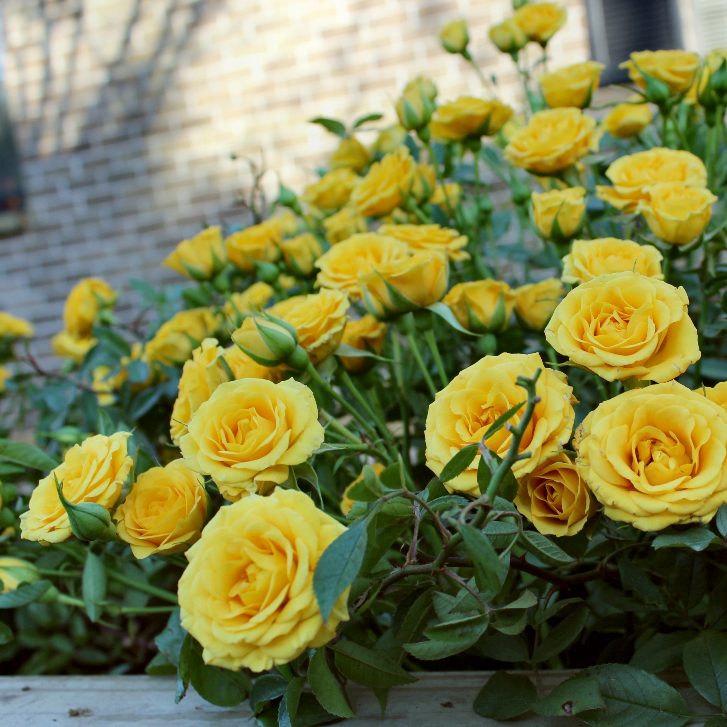 National Plant Network 2.5 in. Miniature Rose Buttermint (3-Pack)