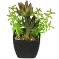 thumbnail image 5 of Northlight Potted Artificial Succulent Arrangement - 6", 5 of 7
