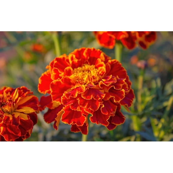 French Marigold 200  Seeds, Beautiful Flower in Assorted Colors