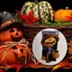 thumbnail image 4 of Escena de calabaza Vintage, adorno de árbol de Halloween, decoración divertida de calabaza DIY, 1 ud. Wmkox8yii  fhajkh1365, 4 of 9