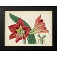 thumbnail image 2 of Curtis 24x19 Black Modern Framed Museum Art Print Titled - Amaryllis Splendor I, 2 of 5