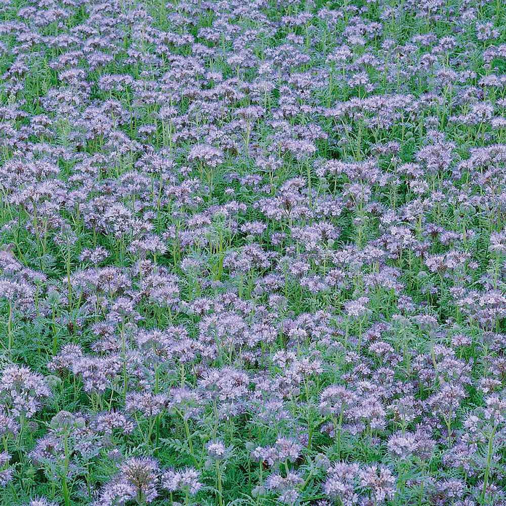Lacy Phacelia Seeds - Phacelia Tanacetifolia Wildflower Seed - 5 LBS