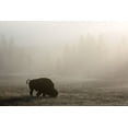 thumbnail image 2 of The Yellowstone Collection 32x23 White Modern Wood Framed Museum Art Print Titled - Bison, Lower Geyser Basin, Yellowstone National Park, 2 of 4