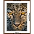 thumbnail image 5 of Art.com Leopard (Panthera Pardus), Ndutu, Ngorongoro Conservation Area, Tanzania Photographic Print, Brown Frame Wall Art, 23" x 29", 5 of 5