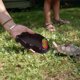 thumbnail image 4 of UPGRATOR 2Ud Reptile Bowl Negro Para Y Con Superficie Lisa Y Duradera Para Mascotas, 4 of 6