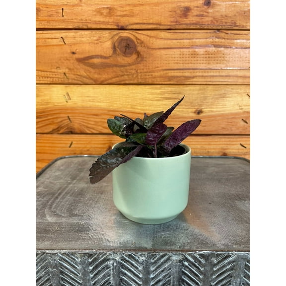Hemigraphis alternata Purple Waffle, 2" Plant, The Plant Farm