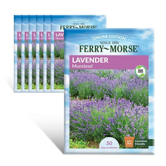 Ferry-Morse Lavender Munstead Seed Multipack - Non-GMO Herb Seeds - 7 Pack