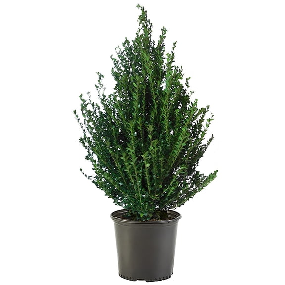 Expert Gardener Holly Live Shrubs, Partial Shade Year-Round Interest