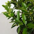 thumbnail image 4 of Southern Living Oakland Holly Live Shrub in 3-Gallon Grower Pot, 4 of 10