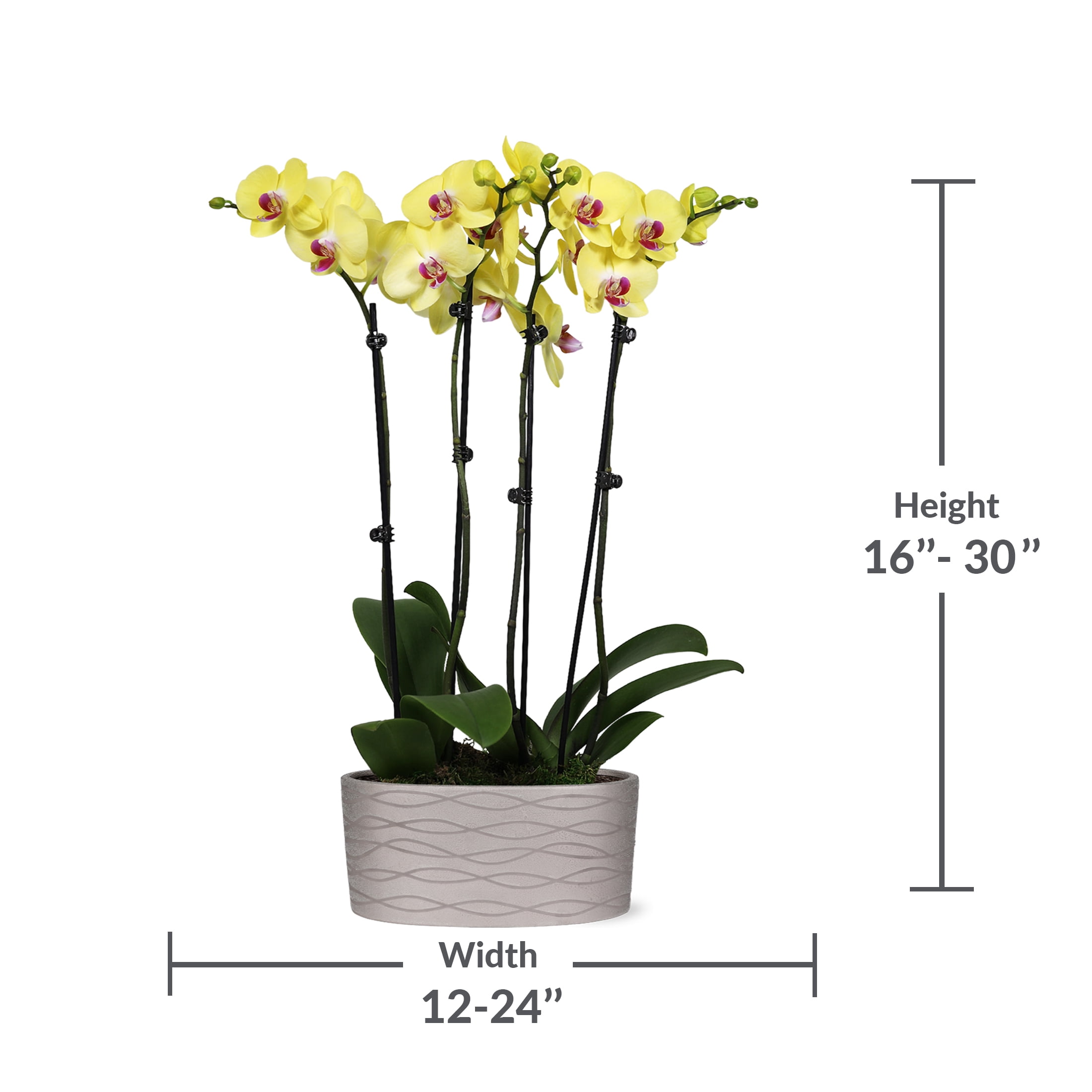 Just Add Ice 16-30" Yellow and Purple Premium Orchid Duo Live Plants in 10" Silver Ceramic Planter, House Plant