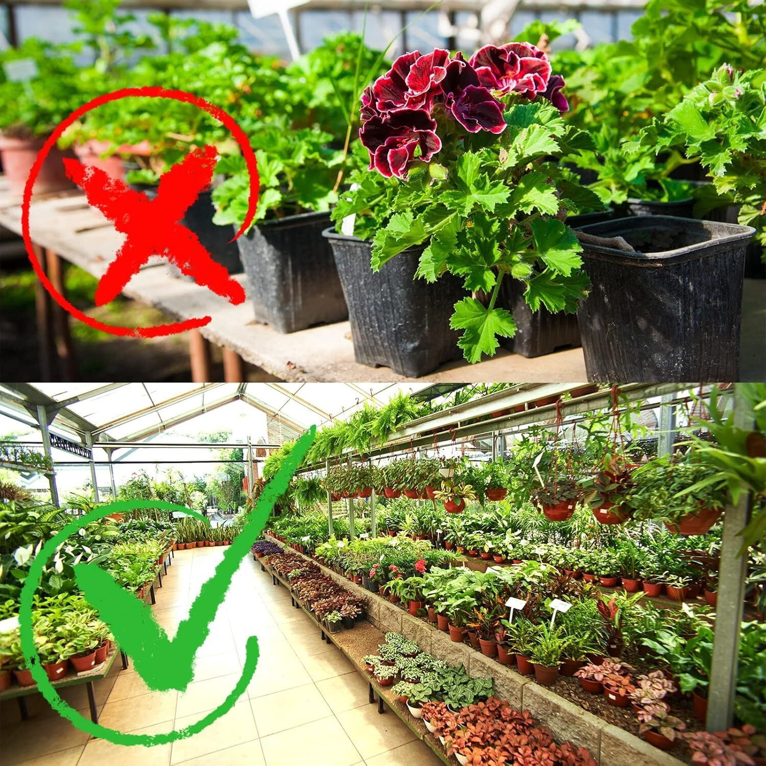 6" Plastic Plant Nursery Pot/Pots,200 Pack Plant Pot with Drainage,Seedlings Flower Plant Container (Red) Seed Starting Pots Indoor Outdoor