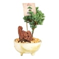 thumbnail image 3 of Mini bonsai vivo en maceta por pieza, 3 of 4