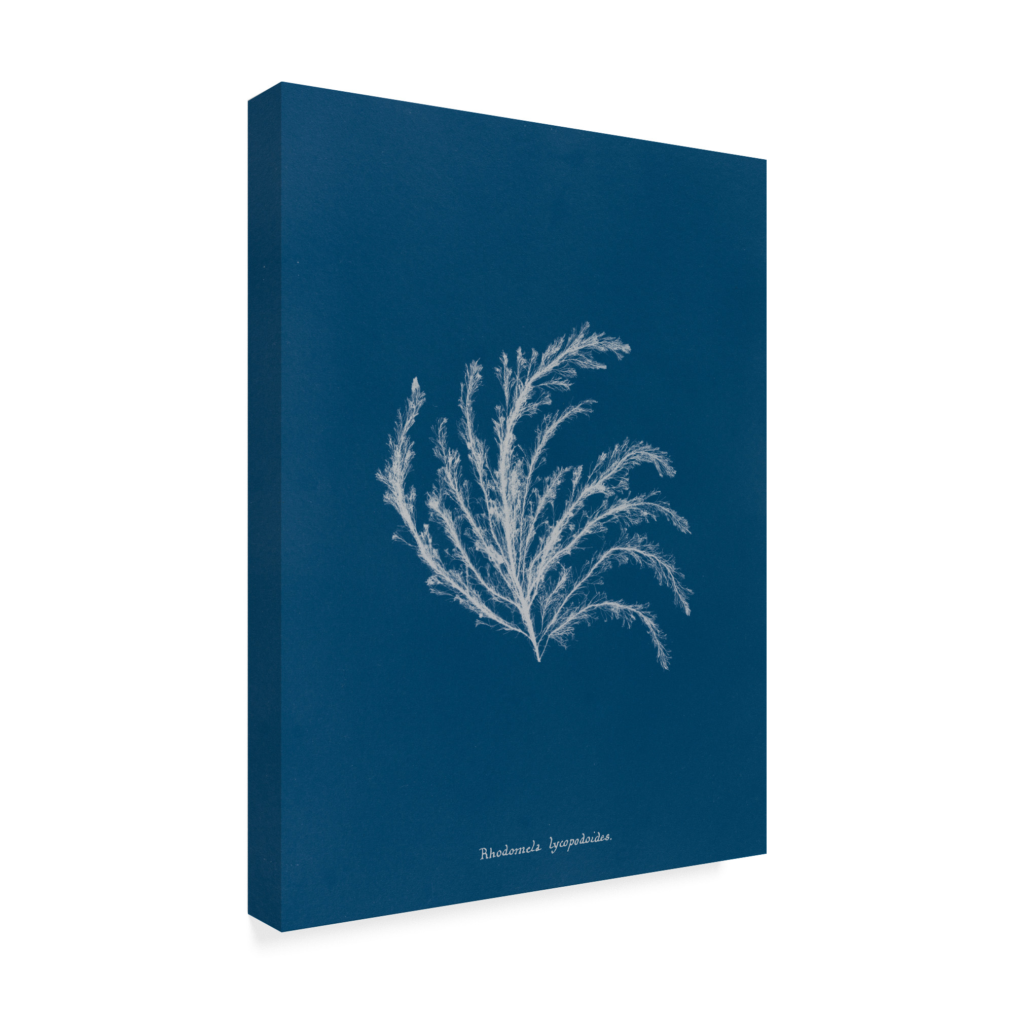 Trademark Fine Art 'Delicate Coral II' Canvas Art by Wild Apple Portfolio