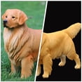 thumbnail image 3 of MasteelfCA Modèle de Chien Animal Simulation Jouet pour Enfants Cadeau Golden Retriever Décoration, 3 of 8