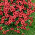 thumbnail image 6 of ZZ 20 Bundles Artificial Fake Flowers for Outdoor Faux Eucalyptus Flowers for Home Decoration, 6 of 7