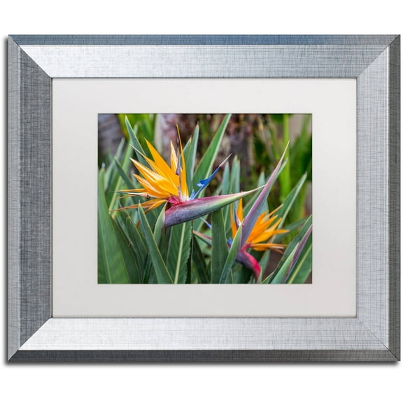 Trademark Fine Art 'Two Birds of Paradise' Canvas Art by Pierre Leclerc, White Matte, Silver Frame