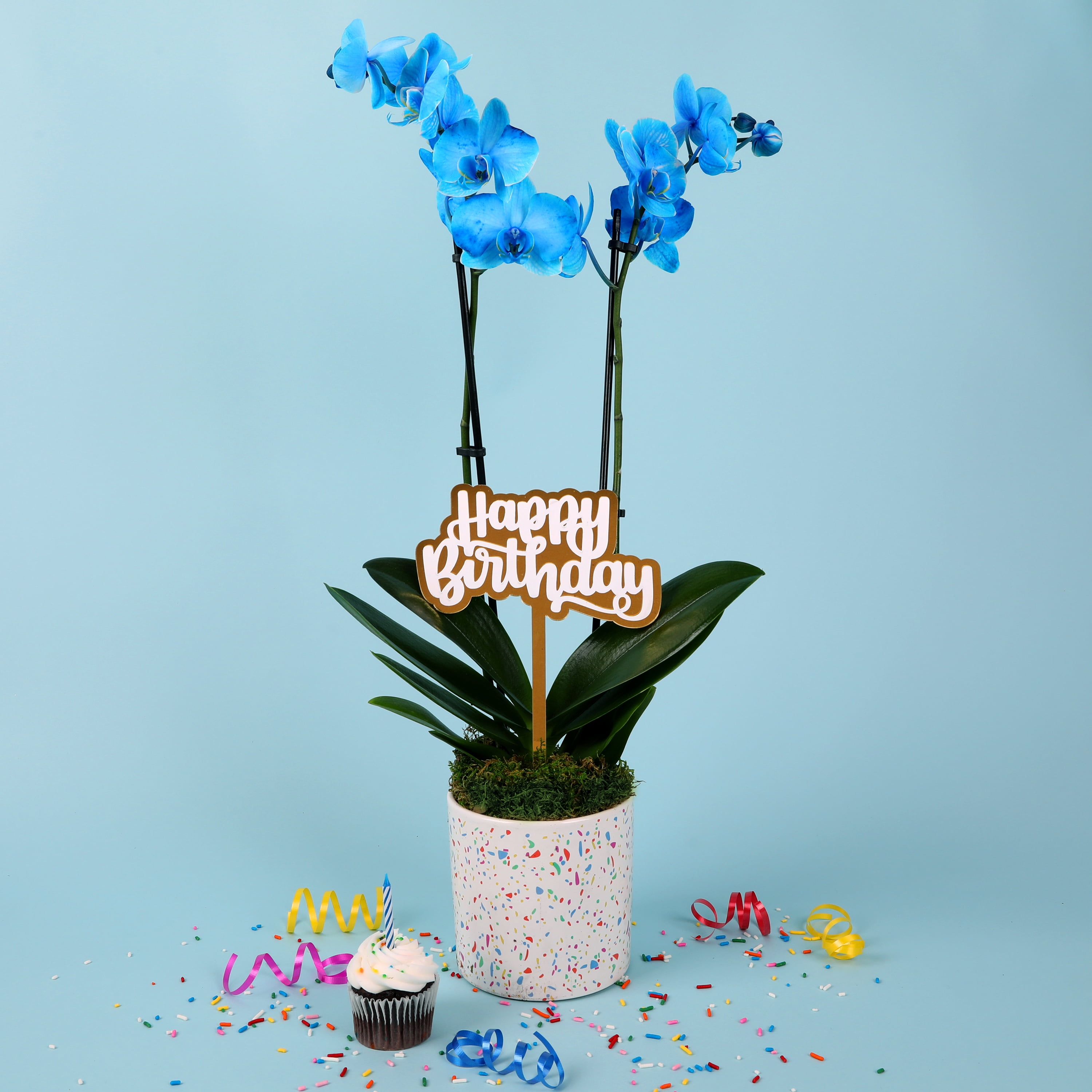 Green Circle Growers 5" Watercolor Orchid in Pink Terrazzo Pot – Happy Birthday Gift with Green Moss