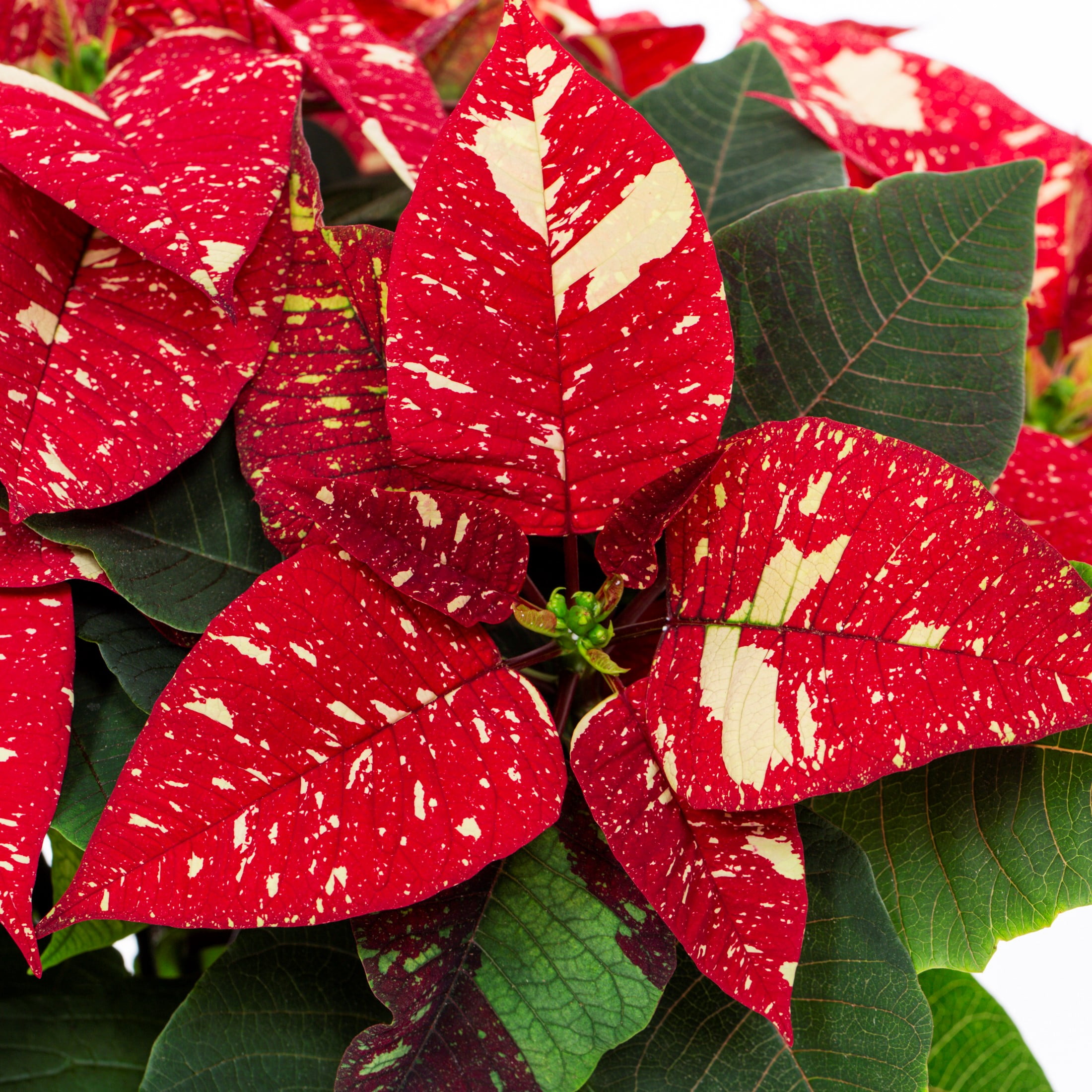 Better Homes & Gardens 1.25gal Red White Poinsettia Live Houseplant Plastic Decorative Planter