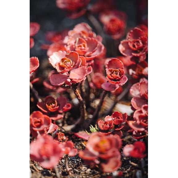 50 Red DRAGONS BLOOD SEDUM Stonecrop Sedum Spurium Flower Seeds