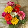 thumbnail image 1 of Zinnia State Fair Mix Seed - NON-GMO - 1,000 Seeds, 1 of 2