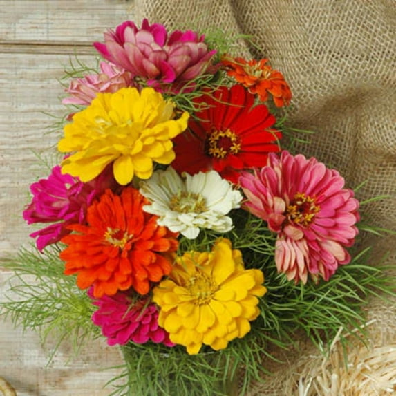 Zinnia State Fair Mix Seed - NON-GMO - 1,000 Seeds