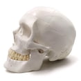 thumbnail image 2 of Modelo anatómico EVOTECH SCIENTIFIC: cráneo humano adulto, 2 of 6