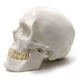 thumbnail image 2 of Modelo anatómico EVOTECH SCIENTIFIC: cráneo humano adulto, 2 of 6