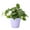 Lavender, variant on Live Heartleaf Philodendron Plant - Easy Care - 4" Decorative Pot Cover - Thorsen's Greenhouse