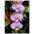 thumbnail image 1 of Picture-Tiles.com: Flowers Ceramic Tile Wall Mural WAL500633-34L. 24"W x 32"H using (12) 8" x 8" Ceramic Tiles-Satin Finish, 1 of 3