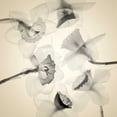 thumbnail image 2 of Stalus, Judy 15x15 Black Ornate Wood Framed with Double Matting Museum Art Print Titled - Bloom Collage, 2 of 4