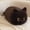 A002- B, variant on Plush Cat Toy, Cute Dark Brown, 1 Piece, Soft Cuddly Pillow for Snuggling and Home Decoration