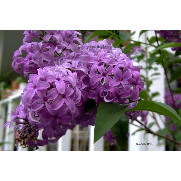 25 Français / Old FASHIONED Lilas Syringa Vulgaris Fleur Arbuste Graines de Buisson