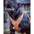 thumbnail image 2 of The ''Maximus'' Leather Dog Harness Brown & Silver, 2 of 2
