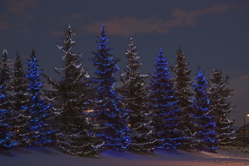 Calgary, Alberta, Canada; A Row Of Evergreen Trees With Christmas Lights by Michael Interisano