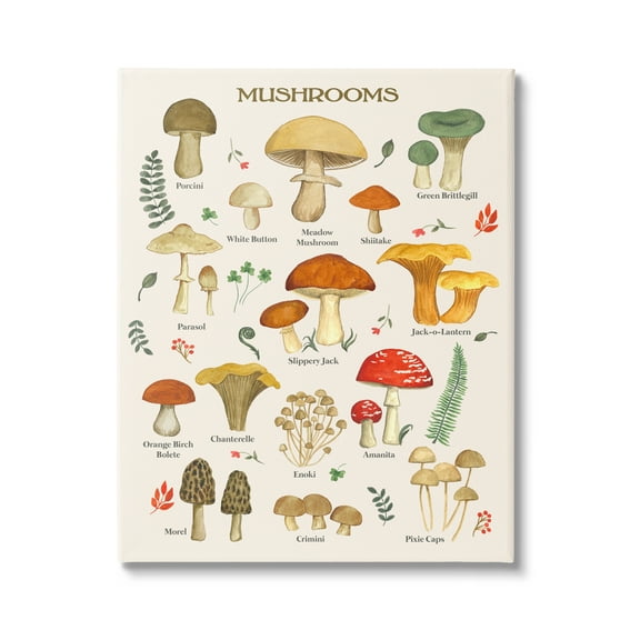 Stupell Industries Foraging Mushrooms Studies Botanical & Floral Painting Gallery Wrapped Canvas Print Wall Art, 16 x 20