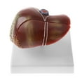 thumbnail image 4 of Lab Ornament Human Model Science, 4 of 7