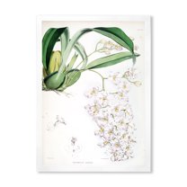 Designart 'Ancient White Orchid II' Traditional Framed Art Print