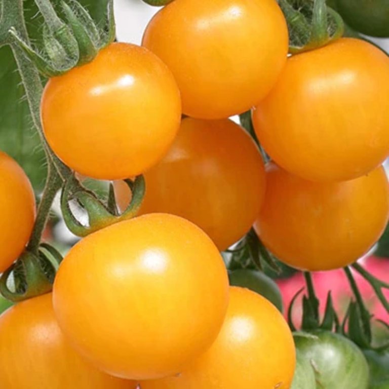 Tomato Tumbling Tom Yellow F1 Seed, Untreated, 500 Seeds - Walmart.com