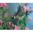 thumbnail image 2 of Fitzharris, Tim 23x20 Gold Ornate Wood Framed with Double Matting Museum Art Print Titled - Black Chinned Hummingbird, 2 of 4