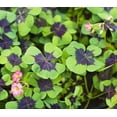 thumbnail image 2 of 50 Iron Cross Shamrock Bulbs for Planting Oxalis, 2 of 3