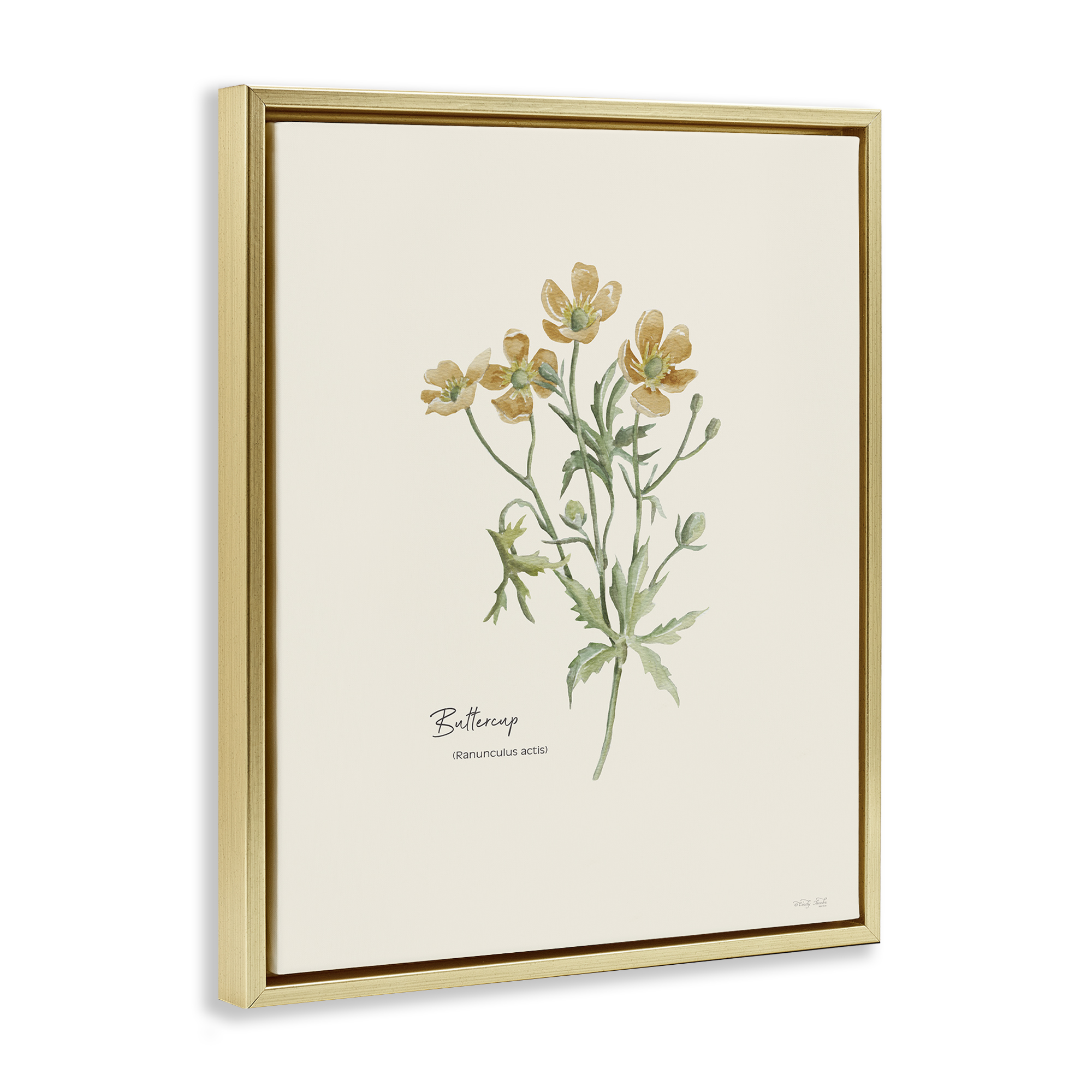 Stupell Industries Simple Buttercup Flowers Botanical & Floral Painting Gold Floater Framed Art Print Wall Art, 25 x 31