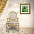 thumbnail image 3 of Fitzharris, Tim 26x26 Gold Ornate Wood Framed with Double Matting Museum Art Print Titled - Black bear, 3 of 4