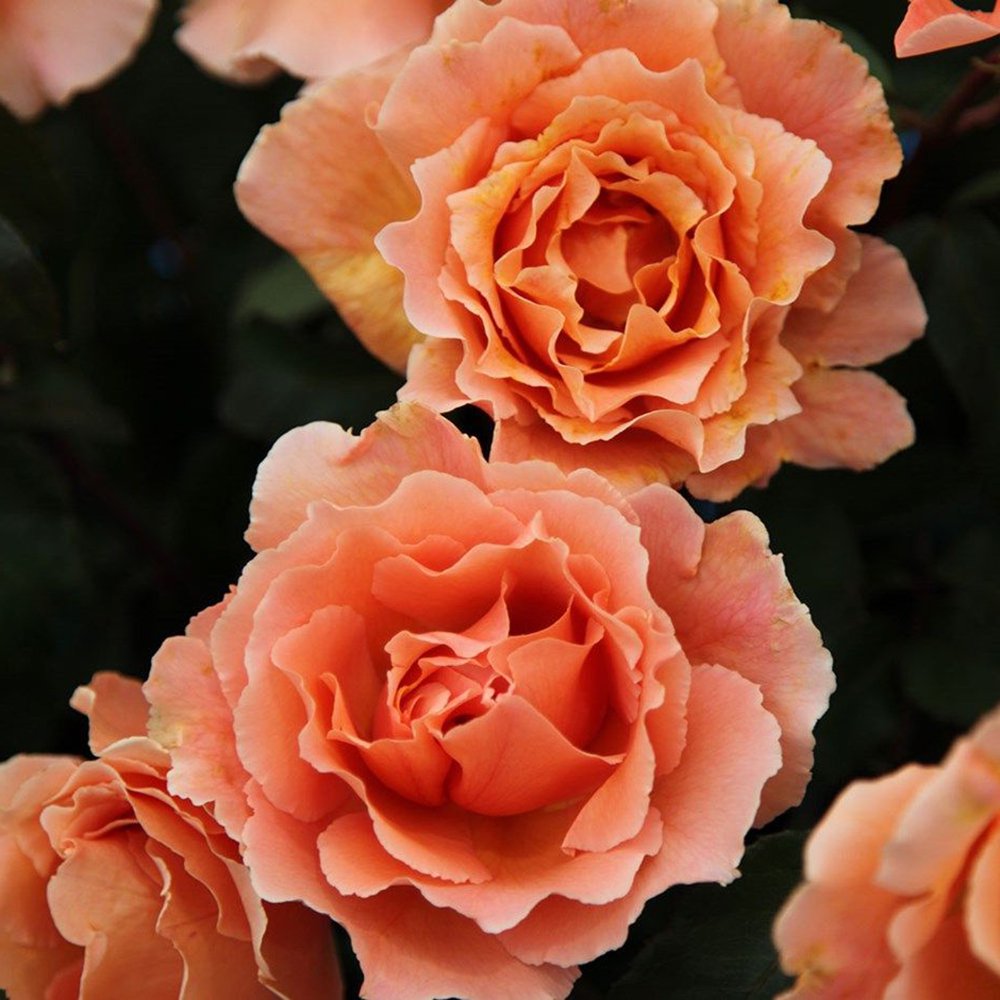 Just Joey® Hybrid Tea Rose Bush Apricot Blooms Bareroot Walmart