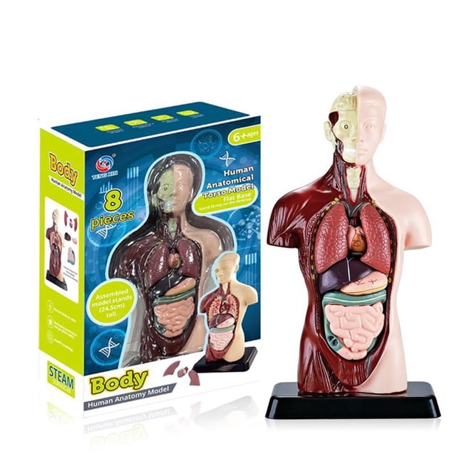 HAOAN Kids Anatomy Toys Human Body Model Assembled Human Torso Organ Model for Kids Children Learning Science Anatomy Ages 6+ (Multi-Type)
