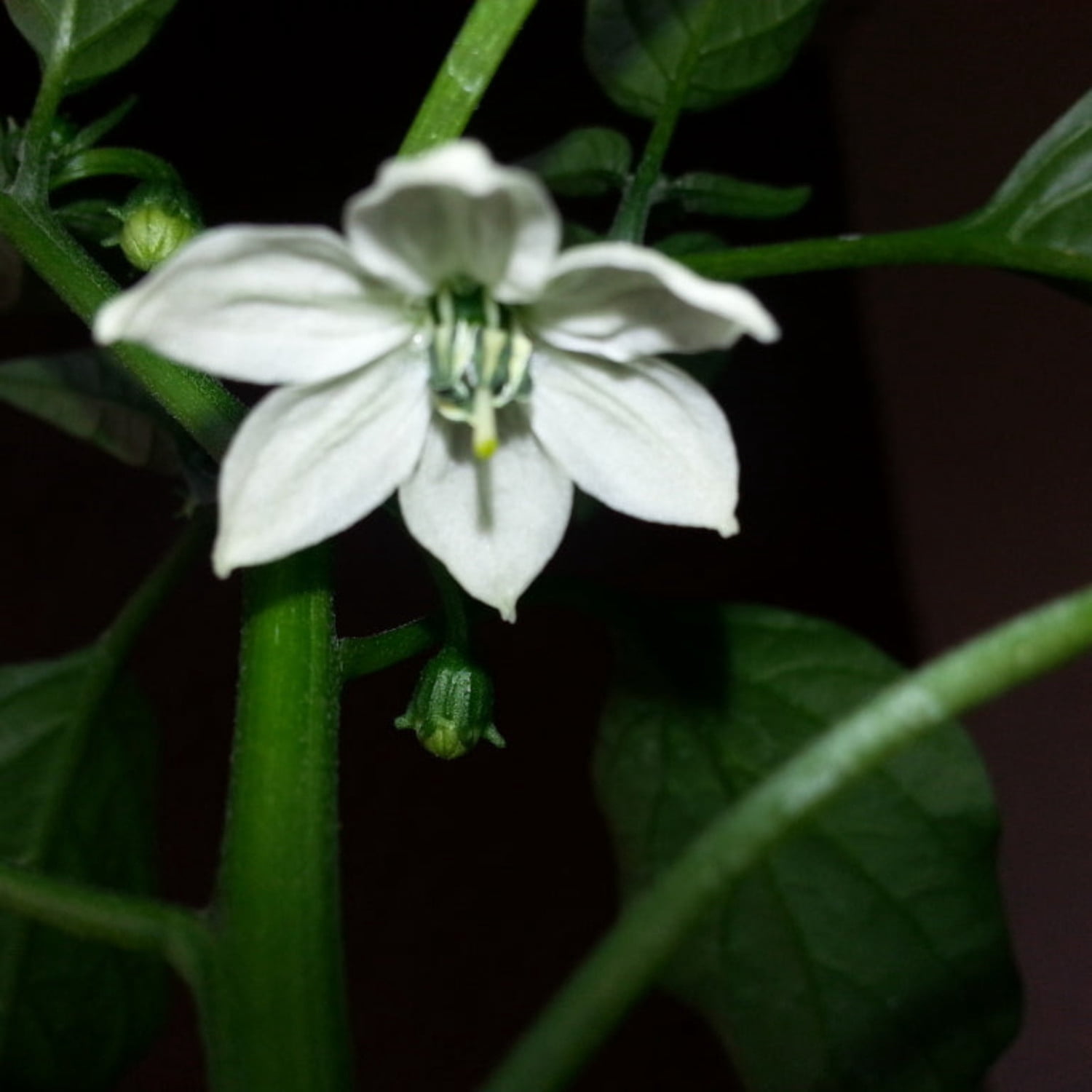 Proven Winners 4" Mucho Nacho Jalapeno Live Plant in 4.25" Pot (4 Count)