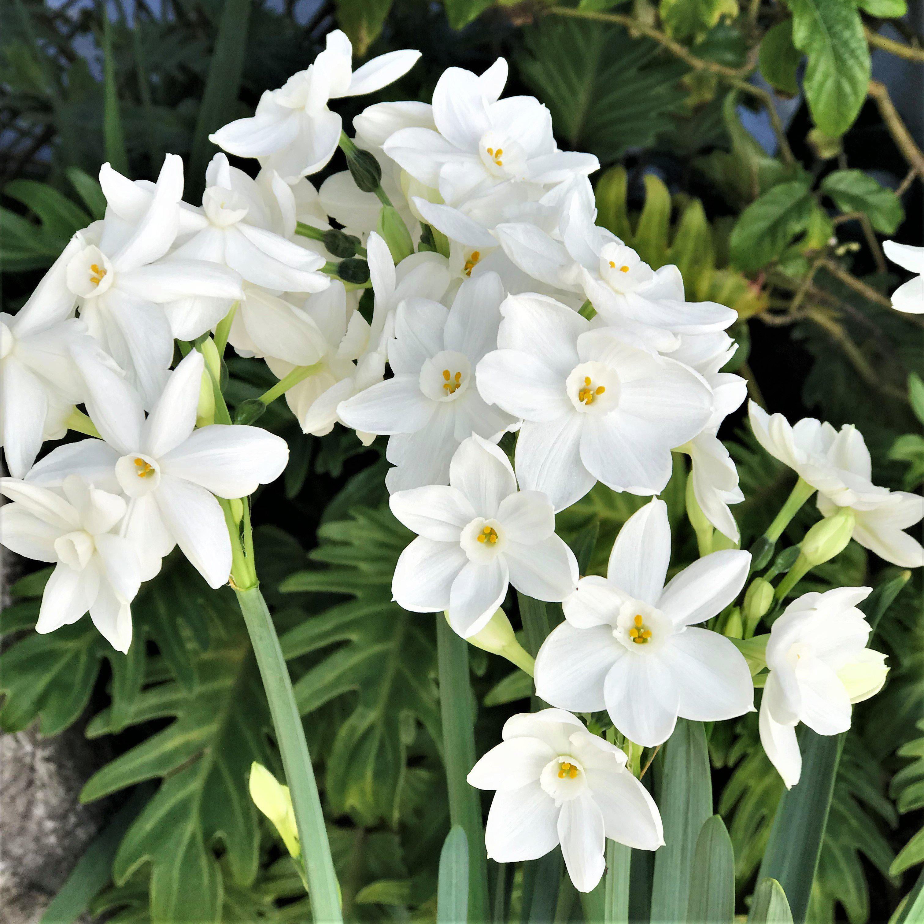 Easy to Grow Bulbs Narcissus Paperwhite Bulbs