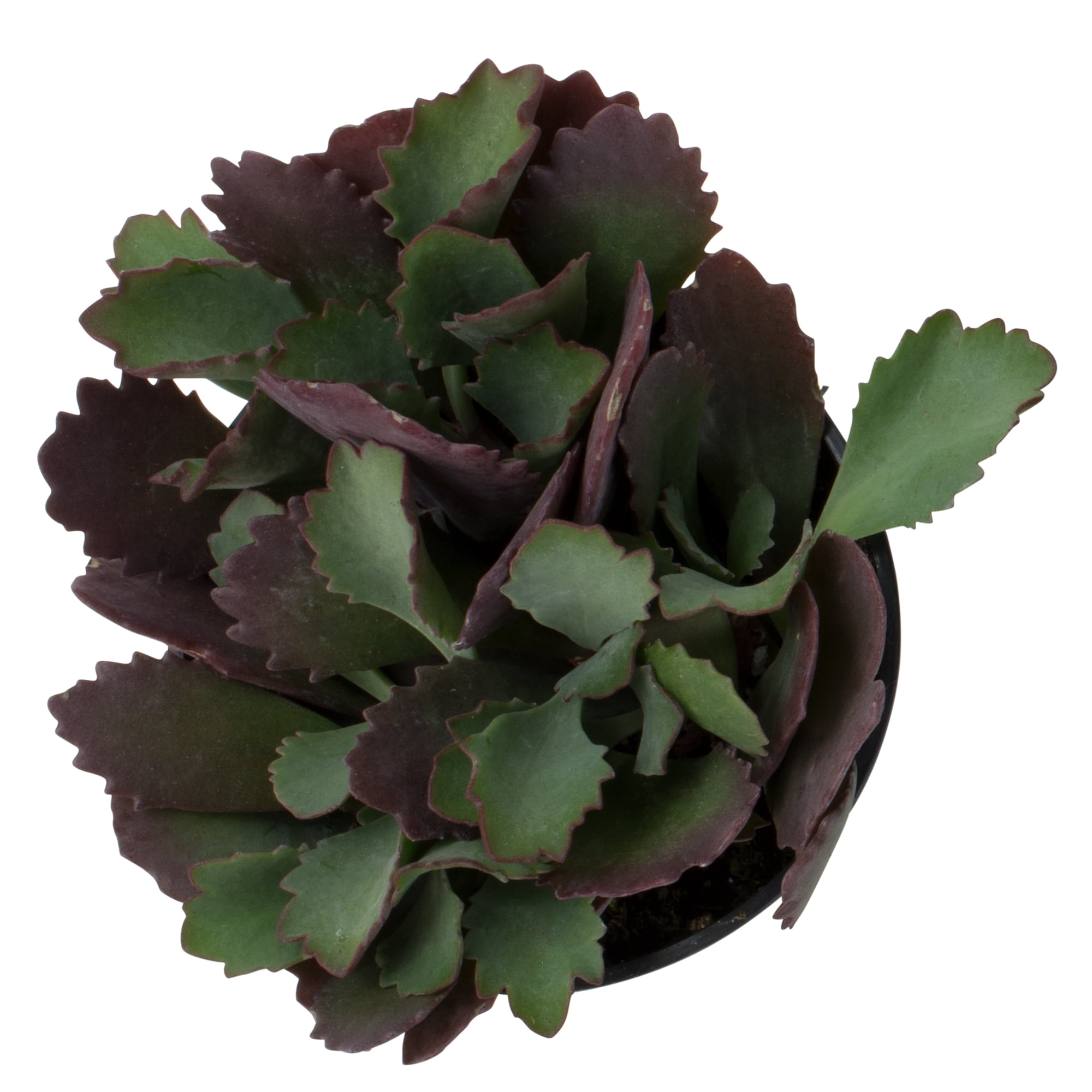 Element Live Plant Kalanchoe Blossfeldiana Succulent Assorted Color in 4in Pot