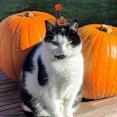 thumbnail image 4 of LOLIPPYY 1Pack Cosplay Pet Hat with and Cats, 4 of 7